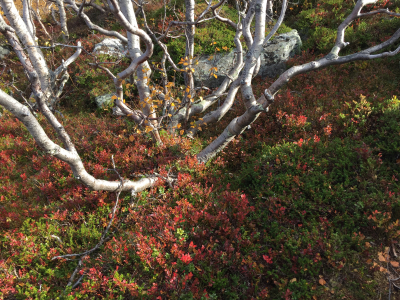 Mountain heath species and Birch tree