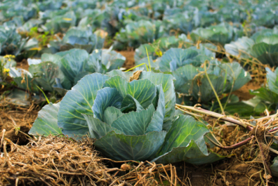 Row of Cabbages